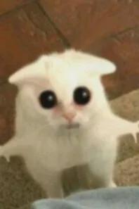 Flipped Chat AI – Chatear con Gato triste