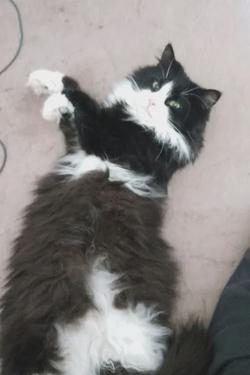Flipped Chat AI – Chat cu Charles