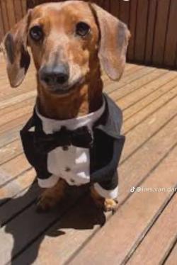 Flipped Chat AI – Chat Gentleman Frank 