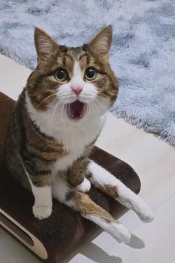 Flipped chat ai - makipag -chat sa Mimi ang pusa