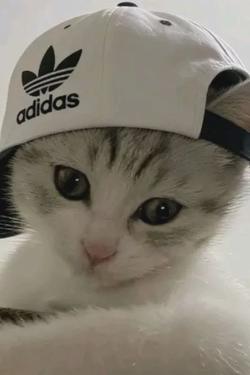 Flipped Chat AI – Чат с Дейв