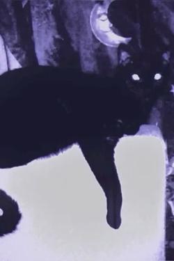 AI trò chuyện đảo ngược – Trò chuyện với Magical cat Noah