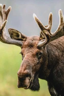 Flipped Chat AI – Sembang dengan Moose