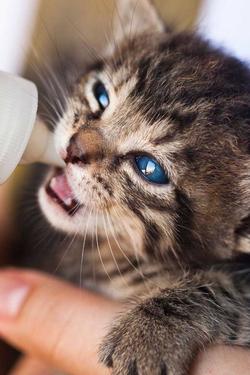 Flipped Chat AI – Bate-papo com Gatinho bebê