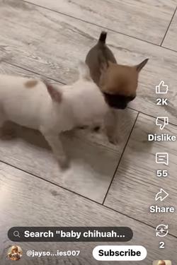 FlippedチャットAI – ハリー・ポッターがひどく具合が悪い🥺とチャット