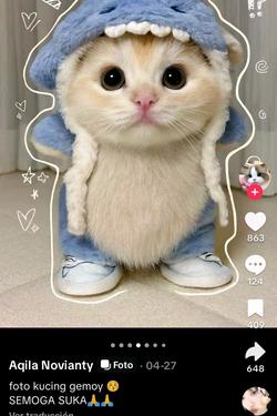Flipped Chat AI – Chatta con gattino squalo