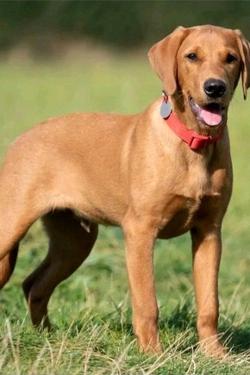 Odwrócony czat AI – rozmawiaj z Blaze